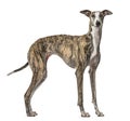 Slim Galgo dog standing, isolated