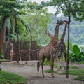 Slim giraffe stretches to the top of a tree beside their brethren in the Singapore zoo Royalty Free Stock Photo