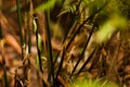 Slim green snake hangs at branch in Sigharaja Forest, Sri Lanka