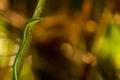 Slim green snake hangs at branch in Sigharaja Forest, Sri Lanka