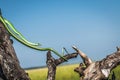 Slim green snake, stretched between dead tree branches