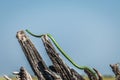 Slim green snake, stretched between dead tree branches