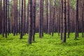 Slim high trees in the sunny woods