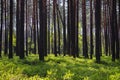 Slim high trees in the sunny woods