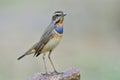 Slim Male of Bluethroat Luscinia svecica beautiful brown bird with blue and orange feathers on its chest to chin proudly