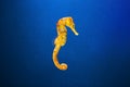 Slim seahorse in the aquarium with blue background Hippocampus reidi