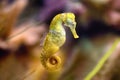 Slim seahorse in the aquarium Hippocampus reidi Royalty Free Stock Photo