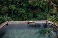 Slim brunette woman in swimsuit relaxing on edge tropical infinity pool in jungle. Palms around and crystal clean water. Royalty Free Stock Photo