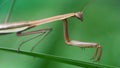 brown praying mantis on a leaf, slim and gracious insect but dreadful predator for the small ones. macro photo 