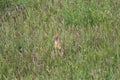 perky longtailed weasel prairie Mustelidae