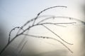 Slim twigs of a wild herb with cobwebs and dew in foggy back light, abstract nature shot in winter, wabi sabi style with blurry