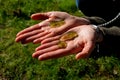 slime colonies with a diameter of up to several centimeters