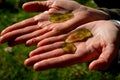 slime colonies with a diameter of up to several centimeters