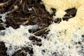Slime Mold Royalty Free Stock Photo