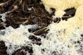 Slime Mold