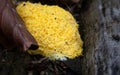 Slime mold Fugilio Septica on a forest floor. Royalty Free Stock Photo