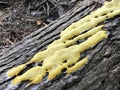Slime Mold Fungus - Fuligo septica - Morgan County Alabama USA