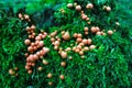 Slime mold on a green moss in forest Royalty Free Stock Photo