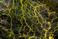Slime mold Royalty Free Stock Photo