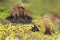 Slime mould growing on wood