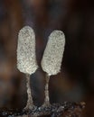 Two fruit bodies of a slime mold Arcyria cinerea resemble a stick ice-cream