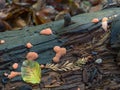 Slime Mould Tuberifa Ferruginosa Royalty Free Stock Photo