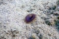 Slime tube worm Myxicola infundibulum sea bottom