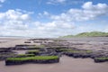 Slimey green mud banks at Beal beach