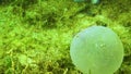 A slimy ball with eggs of the polychaete sea worm