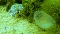 A slimy ball with eggs of the polychaete sea worm