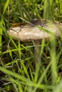 Slimy brown gilled mushroom grows among grass