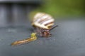 Slimy land snail, very smal selective focus on antenna unsharp shell