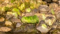 Slimy mossy rocks in a creek in Oshawa, Ontario