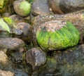 Slimy mossy rocks in a creek in Oshawa, Ontario