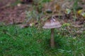 slimy mushroom in the grass