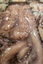 Slimy octopus on sale Royalty Free Stock Photo