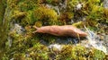 Slimy red forest slug crawling on the dirt of a wet forest bottom