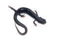 Slimy Salamander Royalty Free Stock Photo