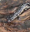 Slimy Salamander Royalty Free Stock Photo