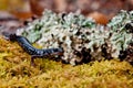 Slimy Salamander Royalty Free Stock Photo