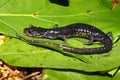 Slimy Salamander (Plethodon glutinosus) Royalty Free Stock Photo