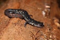 Slimy Salamander (Plethodon glutinosus) Royalty Free Stock Photo