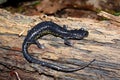 Slimy Salamander (Plethodon glutinosus) Royalty Free Stock Photo