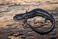 Slimy Salamander (Plethodon glutinosus)