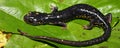 Slimy Salamander (Plethodon glutinosus) Royalty Free Stock Photo