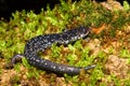 Slimy Salamander (Plethodon glutinosus) Royalty Free Stock Photo