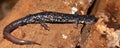 Slimy Salamander (Plethodon glutinosus)