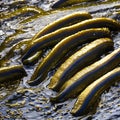 A slimy and slippery texture with eels and wet rocks2, Generative AI Royalty Free Stock Photo