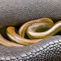 A slimy and slithery texture with eels and snakes1, Generative AI Royalty Free Stock Photo