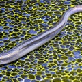 A slimy and slithery texture with eels and snakes2, Generative AI Royalty Free Stock Photo